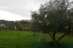 Cueillette