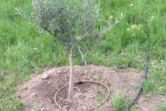 Une adhérente à planter des oliviers