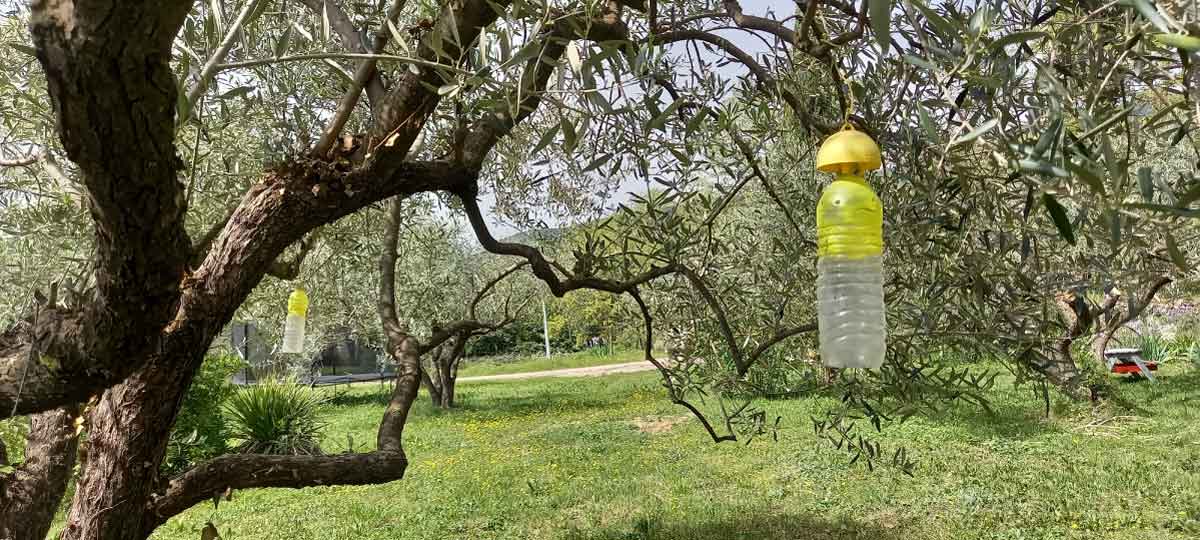 protection de l'olive, l'olivier de l'oliveraie