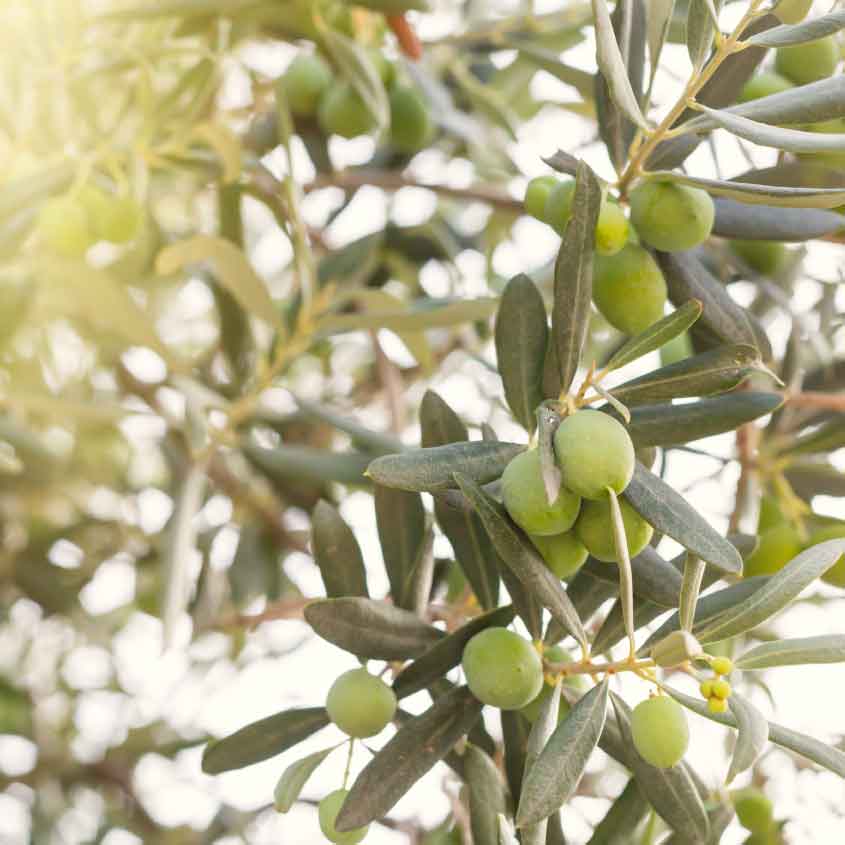 brance d'arbre d'olivier avec des olive de france du pays de fayence