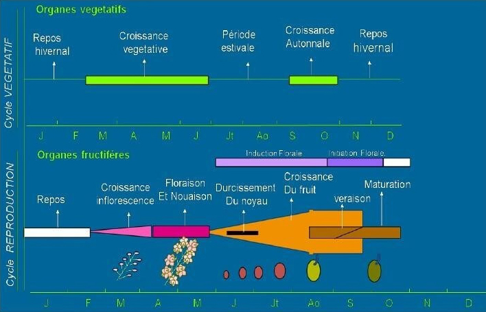 schéma reproduction végétatif