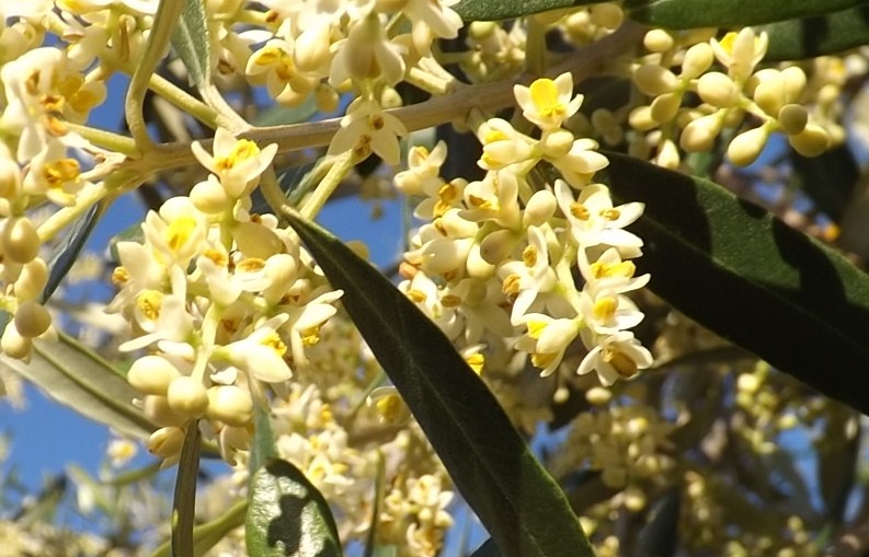 floraison de début d'été de l'olivier