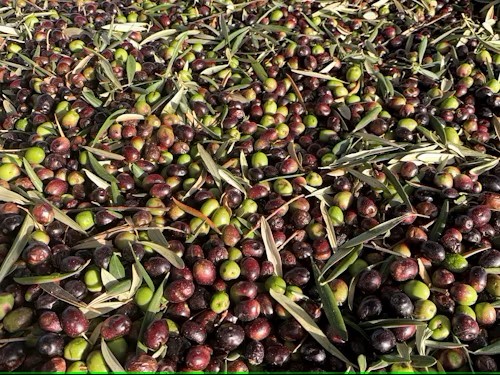 nouaison de l'olive olivier