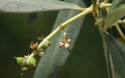 Bulletin de santé : les maladies de nos oliviers
