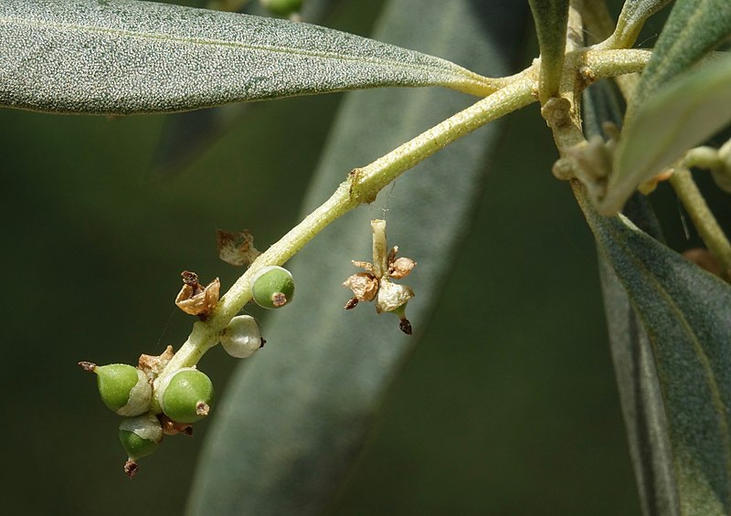 nouaison de l'olive olivier