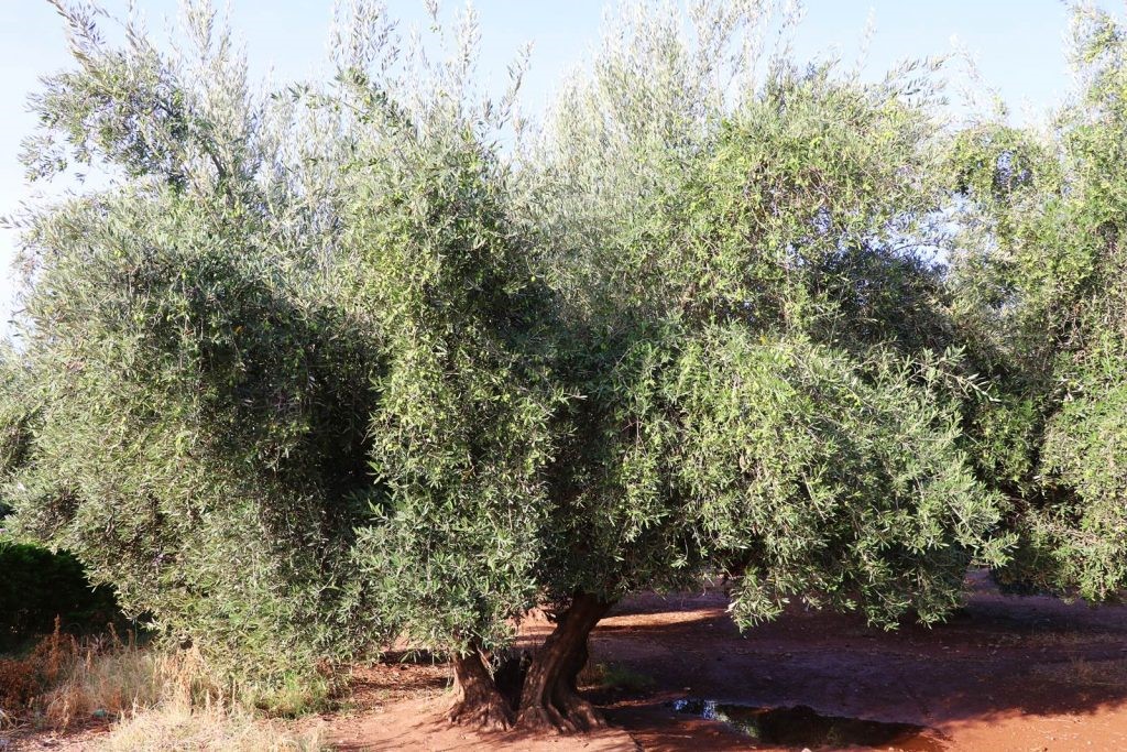 bel olivier vert du pays de fayence oleiculteur oleiculture olive française