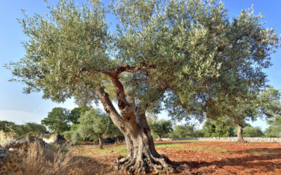 Nappes phréatique au 1er décembre 2025
