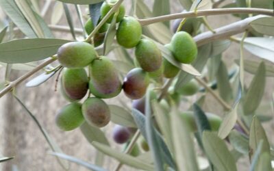 Bilan économiques France Olives 2025