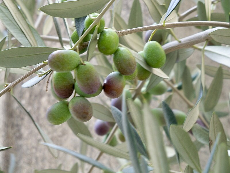 veraison-olive-olivier