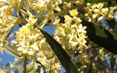 L&rsquo;huile d&rsquo;olive plait toujours d&rsquo;avantage