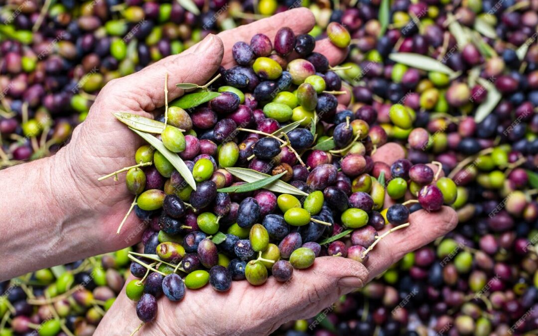 Prix de l&rsquo;olive