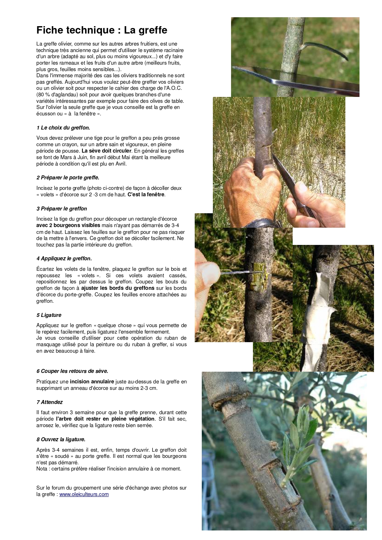 fiche-technique-olivette-info-greffe-092025 fiche-technique-olivette-info-greffe